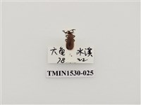 藏品(前角扣頭蟲科)的圖片